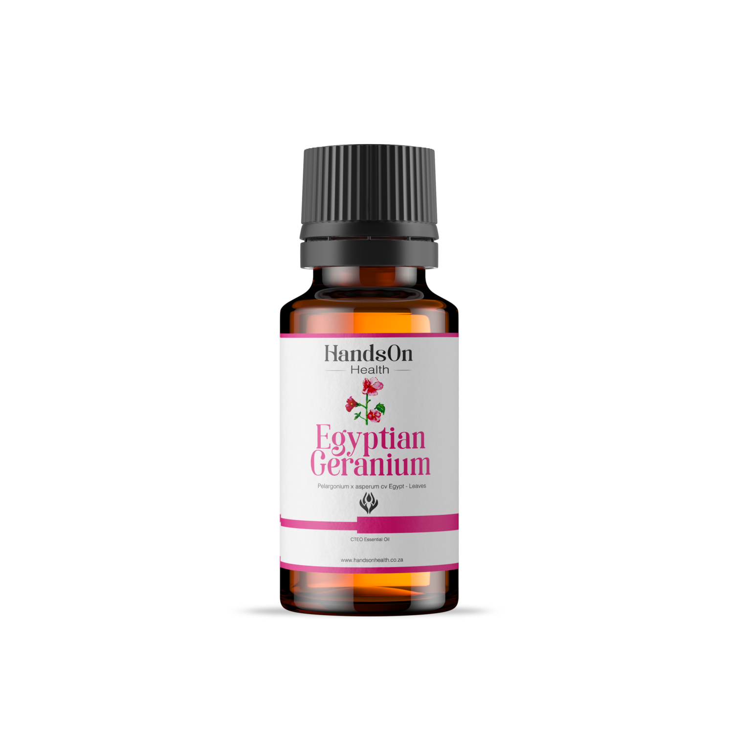Egyptian Geranium